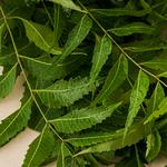 Buy Fresho Neem Leaves With Flowers Online At Best Price Of Rs