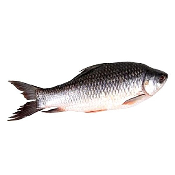 Buy The Meaty Affair Rohu Fish Bengali Cut Online At Best Price Of Rs