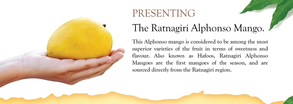 About ratnagiri alphonso mango