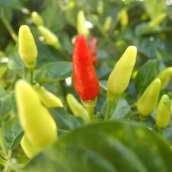 Buy Sb Assorted Chilli Pepper Seasoning - For Japanese Salads,meat 