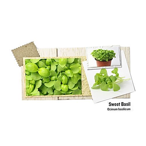 Buy Simply Fresh Sweet Basil Ocimum Basilicum Online at Best