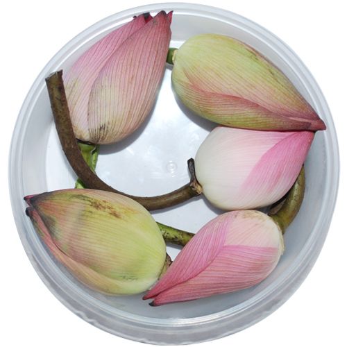 Buy Flowers Farmers Association Lotus Flower Online at Best Price