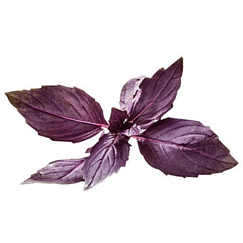 Buy Fresho Red Basil Online at Best Price of Rs null bigbasket