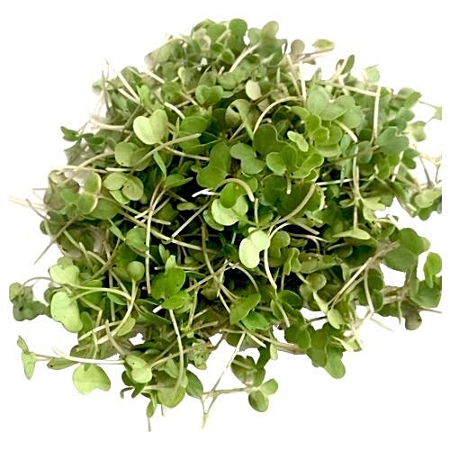 Buy fresho! Microgreen Mustard Online at Best Price of Rs 129.09 ...