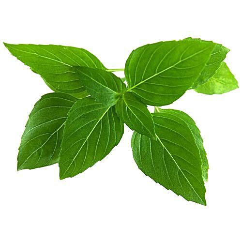 Buy Fresho Hydroponics Thai Basil Online at Best Price of Rs null