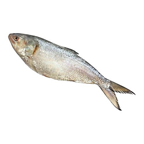 Buy Fresho! Kolkata Bengali Hilsa Fish - Whole, Cleaned & Cut Online At 