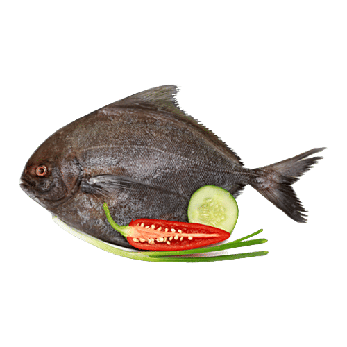 Buy Fresho Black Pomfret Whole - B Online At Best Price Of Rs 680 ...