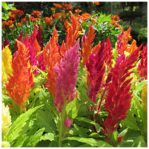 Buy Trust Basket Open Pollinated Celosia Plumosa Mixed Seeds Online at ...