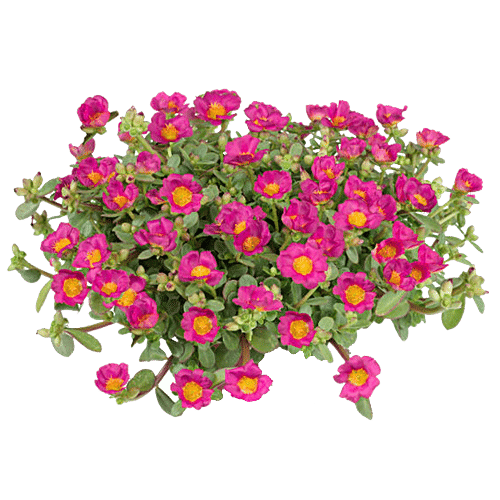 Buy Urban Terra Portulaca 9 O Clock Flower Seeds Online At Best Price Of Rs 99 Bigbasket