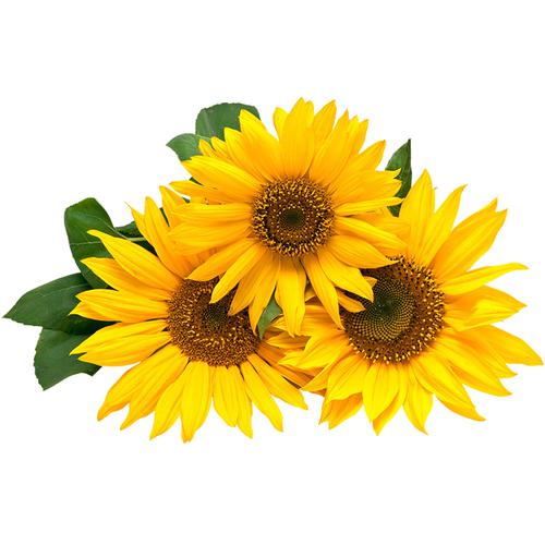 Buy Urban Terra Sunflower Seeds Online at Best Price of Rs 120 - bigbasket
