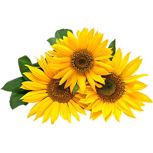 Buy Urban Terra Sunflower Seeds Online at Best Price of Rs 120 - bigbasket