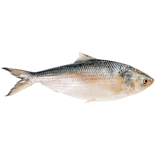 Buy Fish Arrow Products Online at Best Prices in India