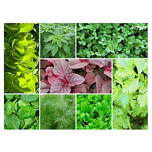 Buy Joycity Leafy Vegetable Seeds - 8 Varieties Online at Best Price of ...