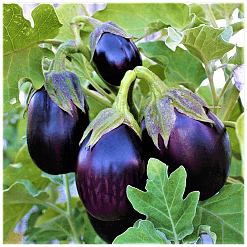 Buy Joycity Brinjal Round Seeds Online at Best Price of Rs 129 - bigbasket