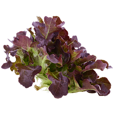 Buy fresho! Lettuce - Concorde Green, Hydroponically Grown Online at ...