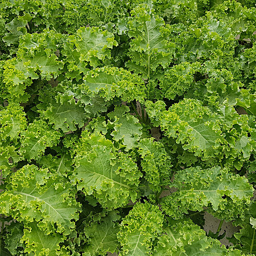 Buy fresho! Curly Kale - Hydroponically Grown Online at Best Price of ...