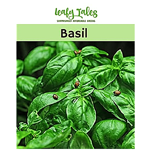 Buy Leafy Tales Basil Seeds Natural Fresh For Planting