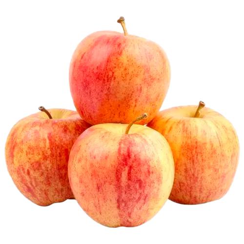 Buy Fresho Apple Royal Gala Economy Online At Best Price Of Rs 309 Bigbasket 