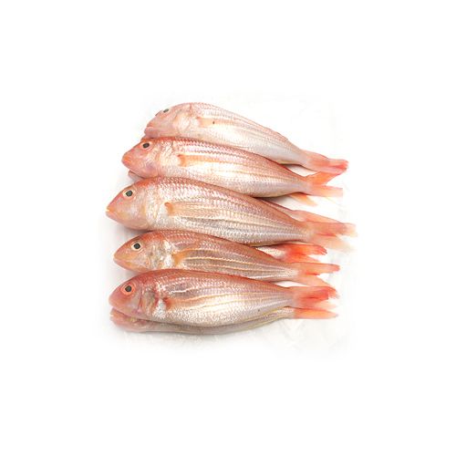 Red Snapper Fish at Rs 480/kg, Snapper Fish in Chennai
