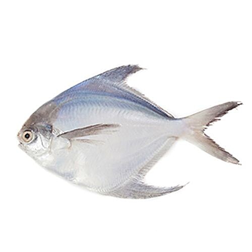 white pomfret fish near me