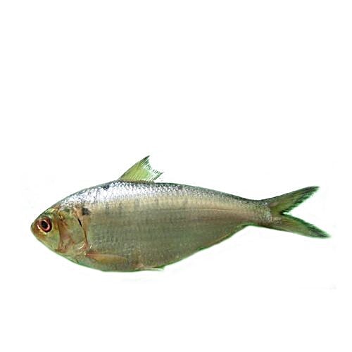 Buy Sakana Fish - Ilish / Hilsa / Elish 500 gm (Whole) Online at Best ...