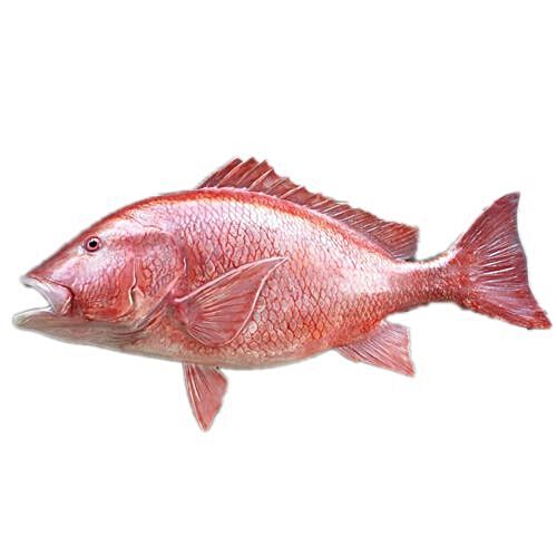 Red Snapper Bengali Name