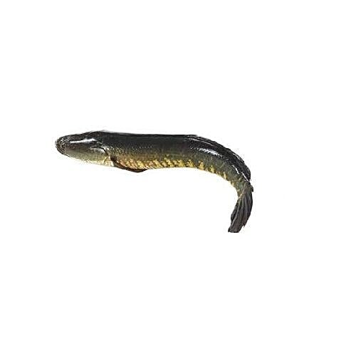 Buy Jk Fish Fish - Murrel - Veral - 500g Online at Best Price of Rs 369 ...