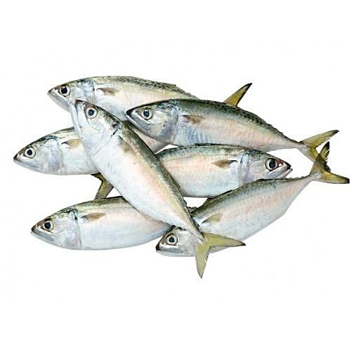 Mackerel Fish In Bengali Name