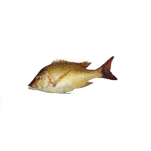 Color Glass Fish  Each – Pet Kadai – Online aquarium Store
