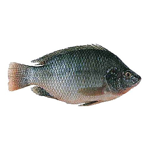 silopi fish