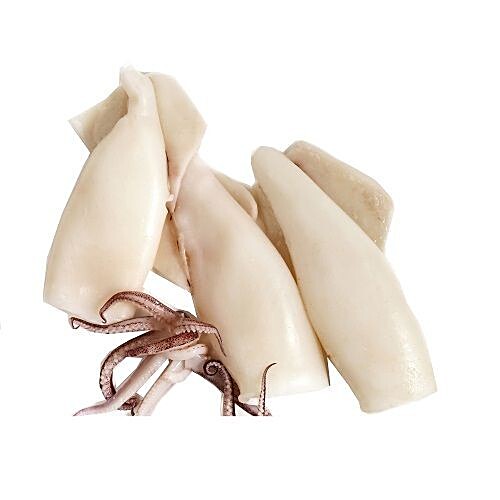 Squid seafood online