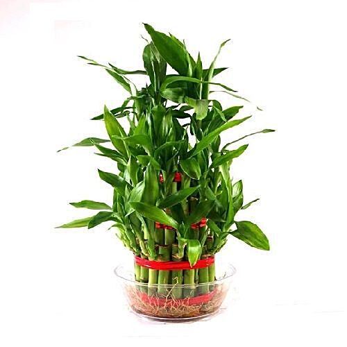 Buy blooms & bouquets, GM palya Lucky Bamboo 3 Layered 1 pc Online at ...