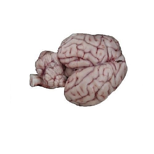 goat brain