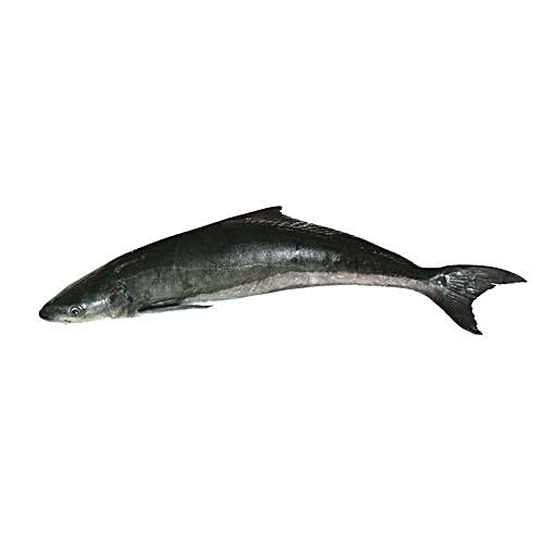 cobia fish for sale near me