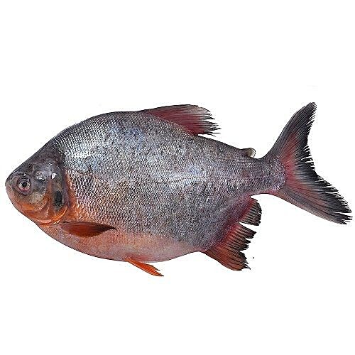 wawwal fish