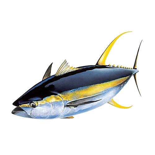 Buy Fresh Catch Fish - Yellowfin Tuna / Neimeen Chura 1 kg (Curry Cut ...