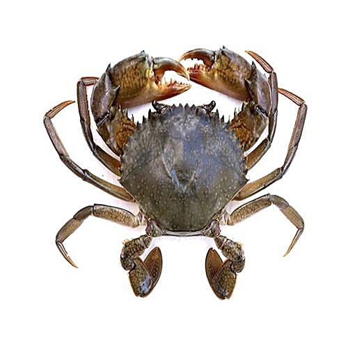 Buy Naturo Virgin Mud Crab - Clean Cut, Medium Size Online at Best ...