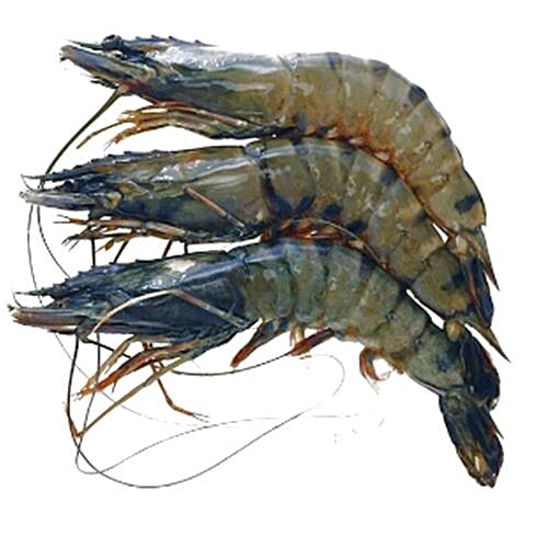 Indian prawn store