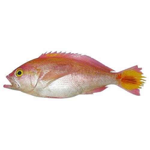 pink perch fish in bengali