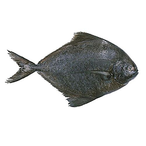 black pomfret small