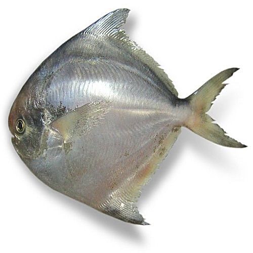 big pomfret fish