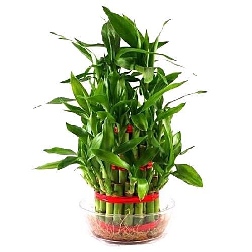 Buy Blooms & Bouquets - Bengal Bloom Lucky Bamboo 3 Layered Online at ...