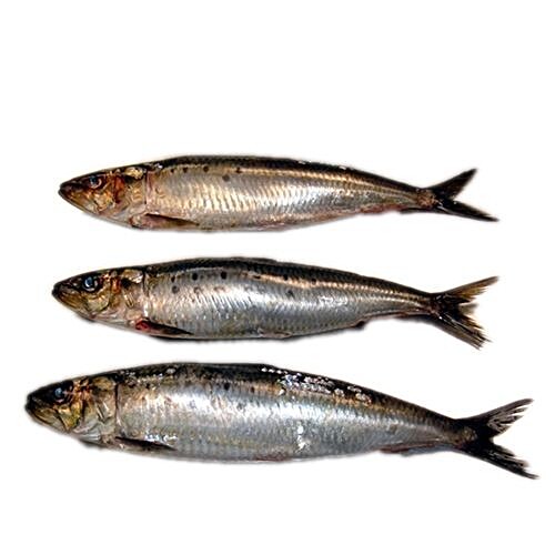 sardine fish in bengali