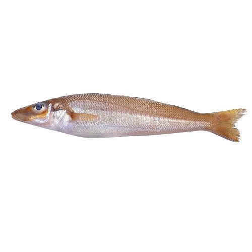 Lady Fish (கிழங்கான் மீன்) – Vaangoo