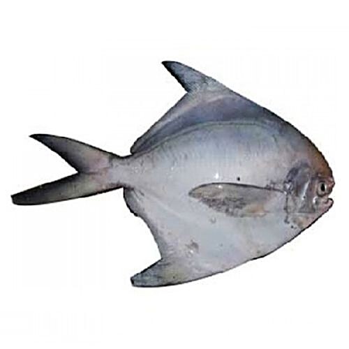 fish silver pomfret