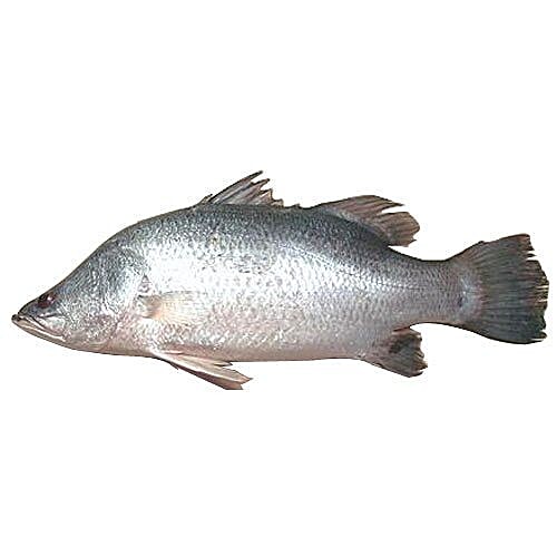 Buy Naturo Virgin Fish - Bhetki Curry Cut / Satkhira Bangladesh Online ...