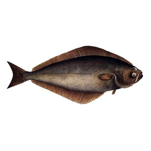 Buy Jb Seafood&Co Fish - Halibut / Nakku Meen Online at Best Price of ...