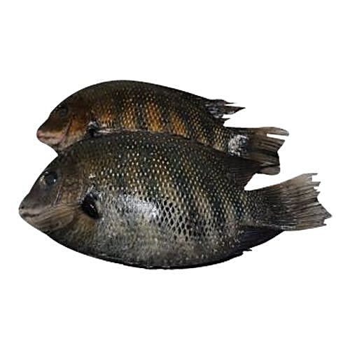 pearl spot fish in bengali