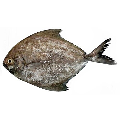 Buy Meaty Fish - Black Pomfret 500 gm Online at Best Price. of Rs null ...