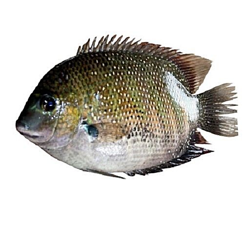 karimeen fish food